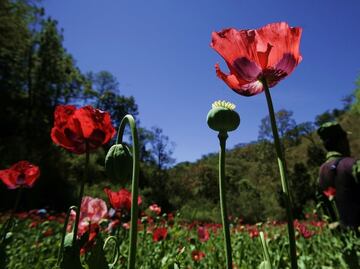 Fentanyl to alter status quo of Mexican drug cartels