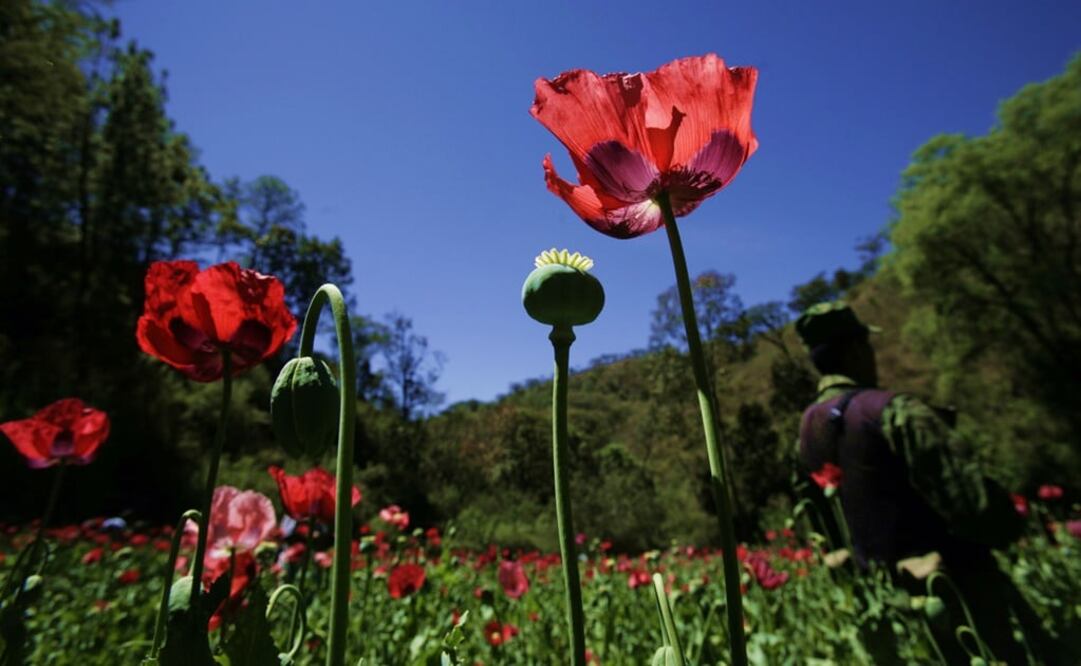 The battle between natural and synthetic opioids has started – Photo: Carlos Jasso/AP