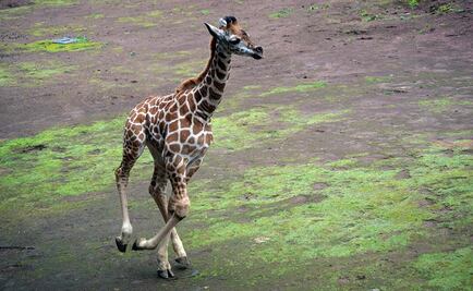 Reportan nacimiento de jirafa en Zoológico de Chapultepec