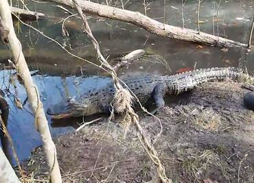 Video. Tras ola de frío en EU, caimanes 'reviven' y salen del hielo
