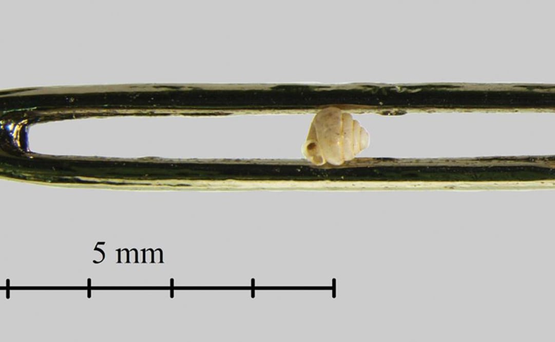 Entra 10 veces en el ojo de una aguja. Foto: B. Páll-Gergely / N. Szpisjak