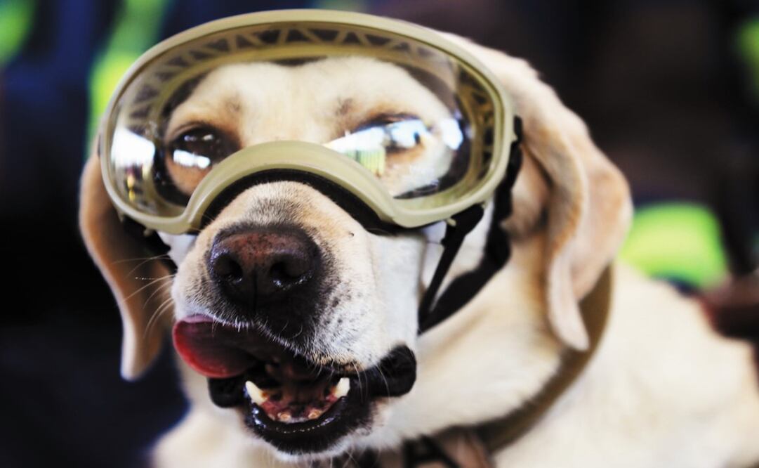 Frida became a world-wide sensation after she helped rescue dozens of people after the September 2017 earthquake – Photo: Juan Carlos Reyes/EL UNIVERSAL