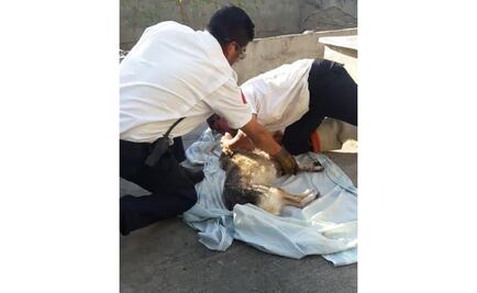 Video. Brindan primeros auxilios a perra que inhaló monoxido de carbono