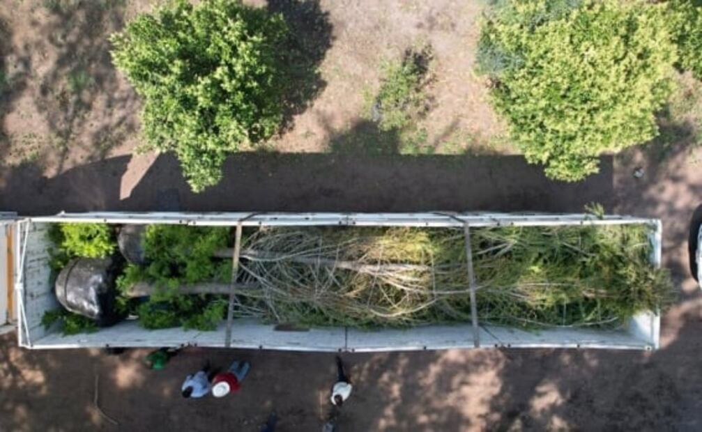 ¡Ahuehuete llega a la CDMX! Será plantado el 5 de junio en la "Glorieta de la Palma" 