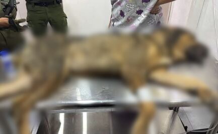 Rescatan a perrito en Saltillo que estaba encadenado en un hoyo; policía ambiental busca establecer acción legal contra quien resulte responsable
