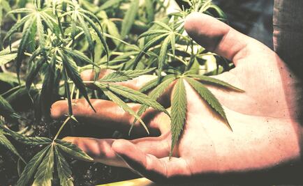 Ciudadana morelense obtiene amparo para consumir marihuana