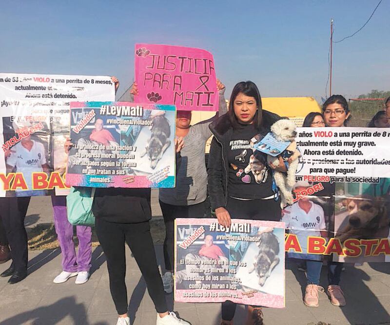 Buscan penas altas. ONG presentarán la iniciativa Mati para aumentar hasta ocho años la pena por abusos a animales. CLAUDIA GONZÁLEZ. EL UNIVERSAL