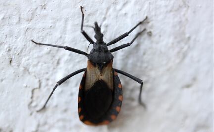 UNAM crea biofungicida efectivo contra la chinche transmisora del chagas