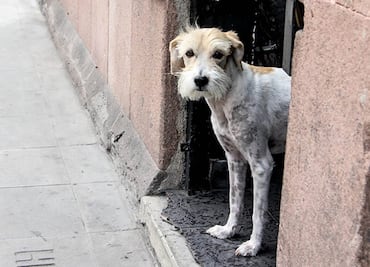 ¿Cómo cuido a mi mascota ante la caída de ceniza del Popocatépetl?
