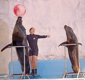 Prohibirán el uso de animales marinos en espectáculos