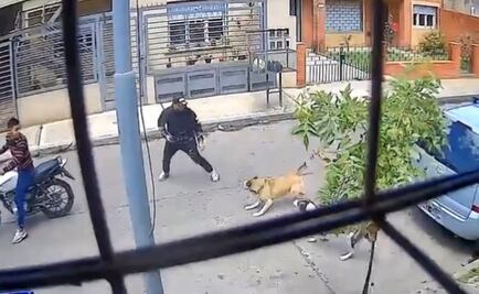 Video. Perritas callejeras frustran asalto armado en Argentina y cautivan las redes