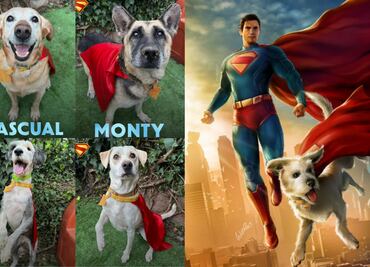 Adopta a tu Krypto y vuélvete Superman; Warner Bros lanza colaboración para promover la adopción de mascotas