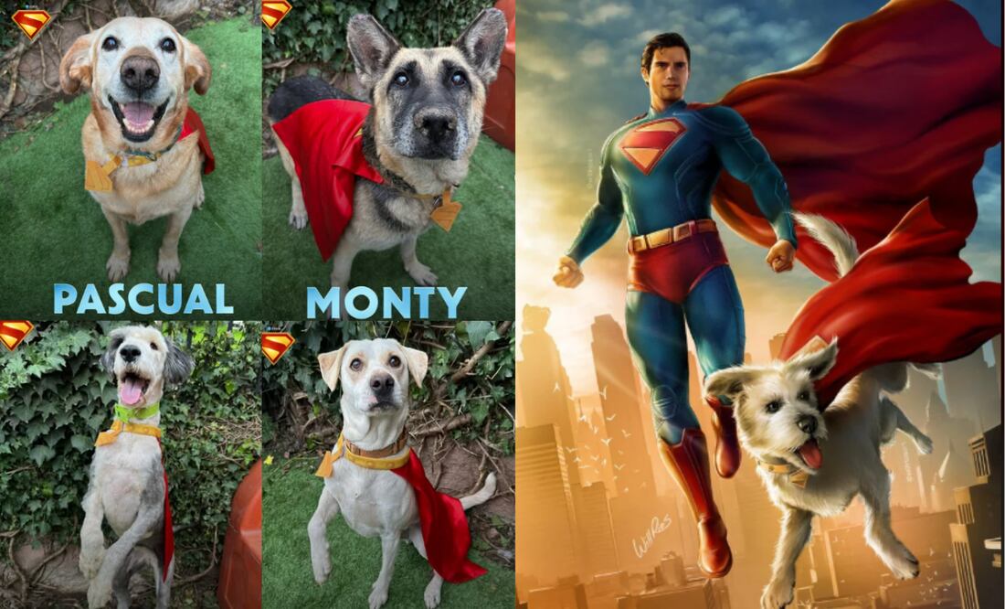 Warner Bros impulsa la adopción de mascotas. Foto: Reddit @Will Rios / Instagram 'Warner Bros MX'