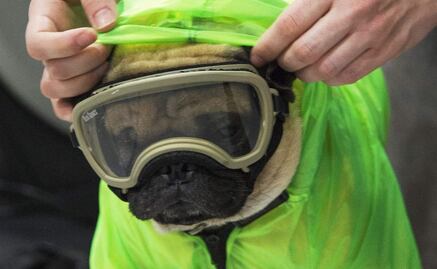 Meet Harley, the therapy dog who brings joy to healthcare workers on the front lines