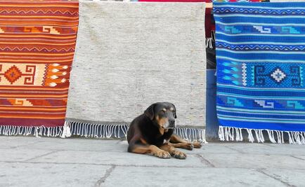 “Mazapán”, de perro callejero a carnavalero