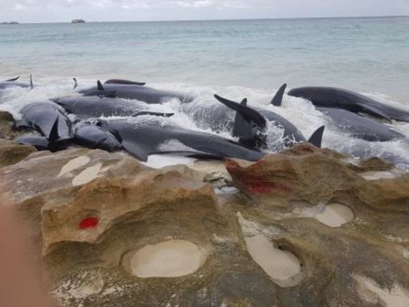 Más de 150 ballenas encallan en playa de Australia; la mayoría ha muerto