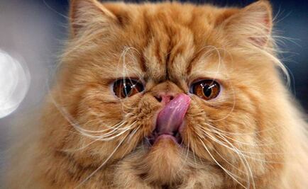 Así actúan los gatos ante la falta de gravedad