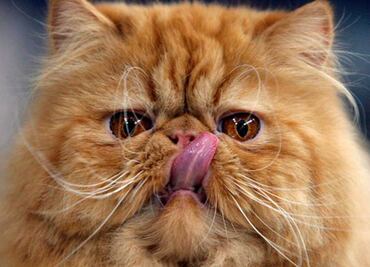 Así actúan los gatos ante la falta de gravedad