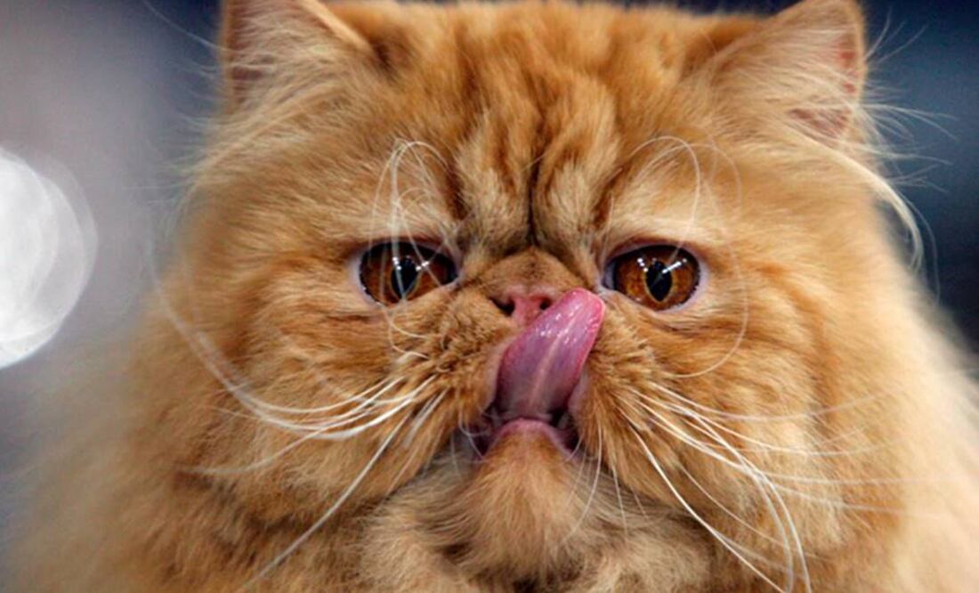 Son considerados como uno de los animales con mejor sentido de orientación. Foto: Archivo