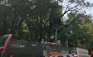 Rescatan a hombre que subió a un árbol en Paseo de la Reforma; montan un operativo especial con un autobús turístico