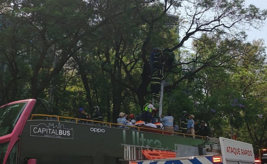 Rescatan a hombre que subió a árbol de más de cinco metros en Reforma. Foto: Especial