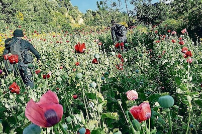 Inai exige a PGR dar datos de sembradíos