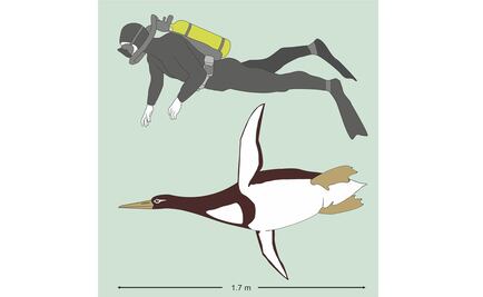 Hallan fósil de un pingüino que tenía el tamaño de un ser humano