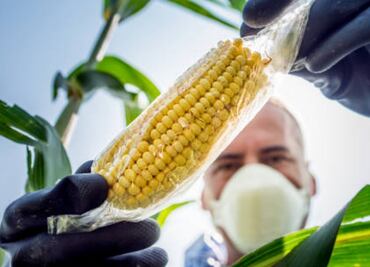 Representantes de EU piden a Biden hablar con Sheinbaum sobre maíz transgénico