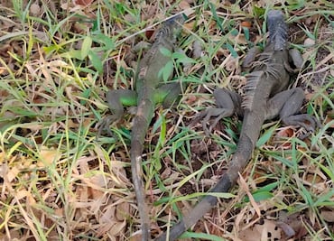 Profepa libera 69 iguanas que serían traficadas de Oaxaca a Veracruz; estaban recién capturadas