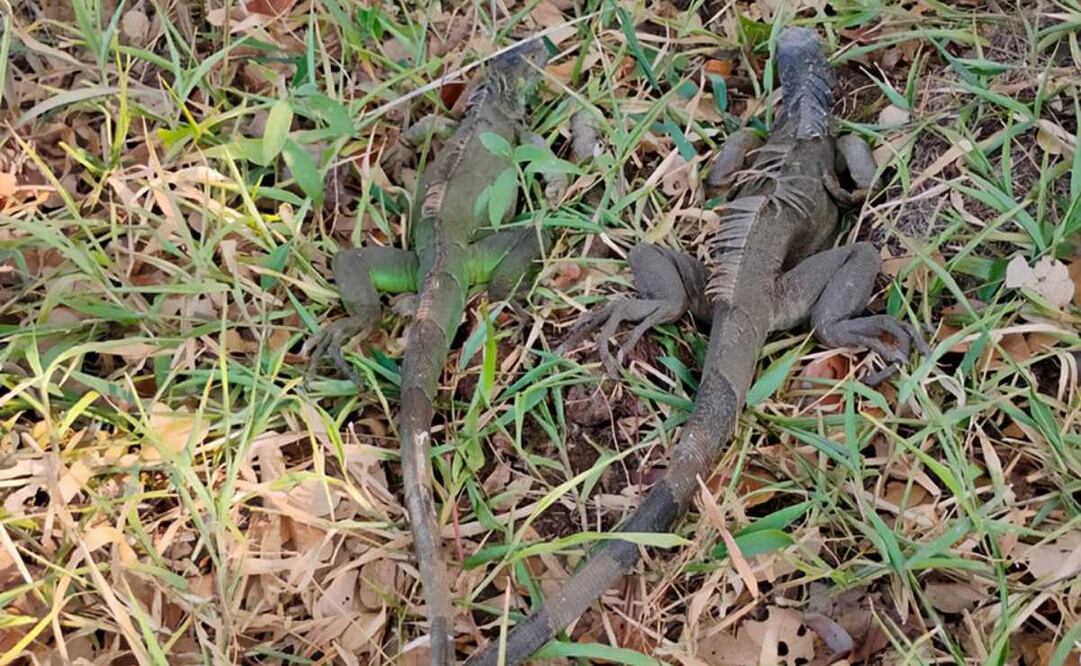 Profepa liberó a 69 ejemplares de iguanas verdes, enlistadas en la categoría de riesgo. Foto: Especial