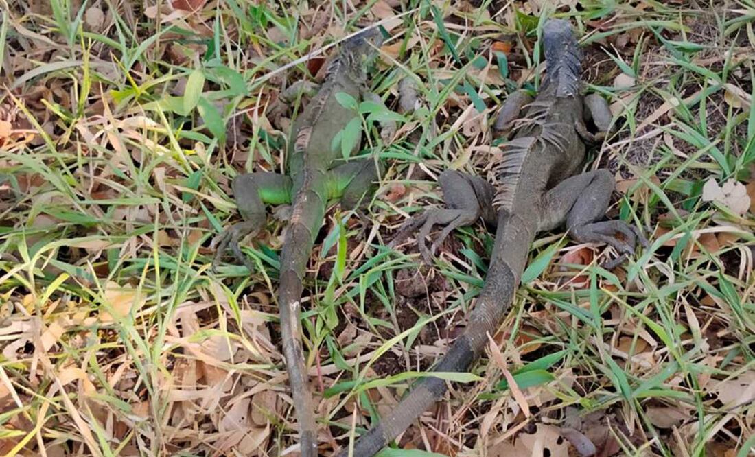 Profepa liberó a 69 ejemplares de iguanas verdes, enlistadas en la categoría de riesgo. Foto: Especial