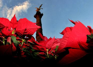 DF, cuarto productor nacional de Nochebuenas: Sederec