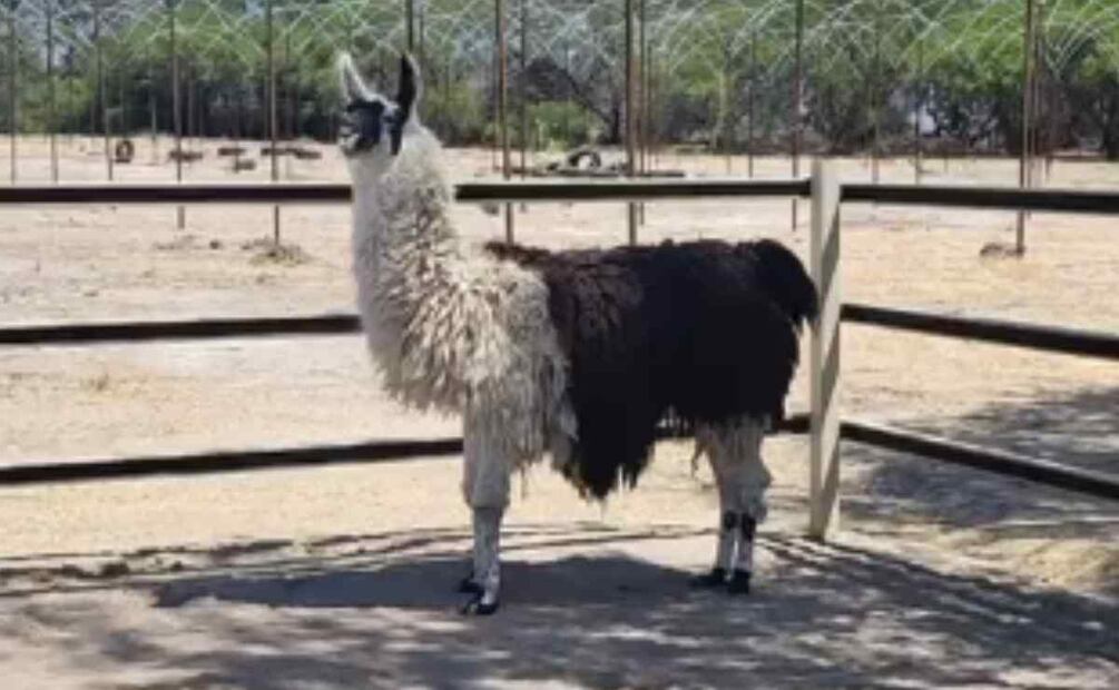 Animales hallados en La Barca, Jalisco Foto: Especial