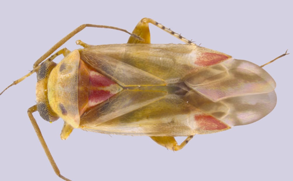 Este género de insectos fitófagos fue descubierto en Australia. Foto: Sarah Schroeder/UCR