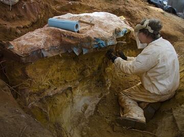 Hallan 70 huellas de dinosaurios y mamíferos en centro espacial de la NASA