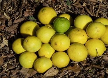 La lima, el cítrico favorito de la temporada decembrina