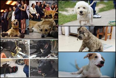 Perros que han dado de que hablar en redes sociales