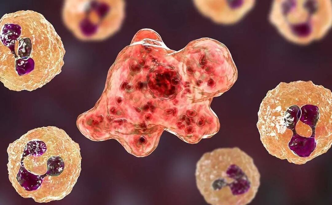 La Naegleria fowleri se detectó por primera vez en Estados Unidos, en 1937. Foto: Twitter