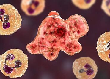 Amiba comecerebros llega a Corea del Sur; reportan un muerto