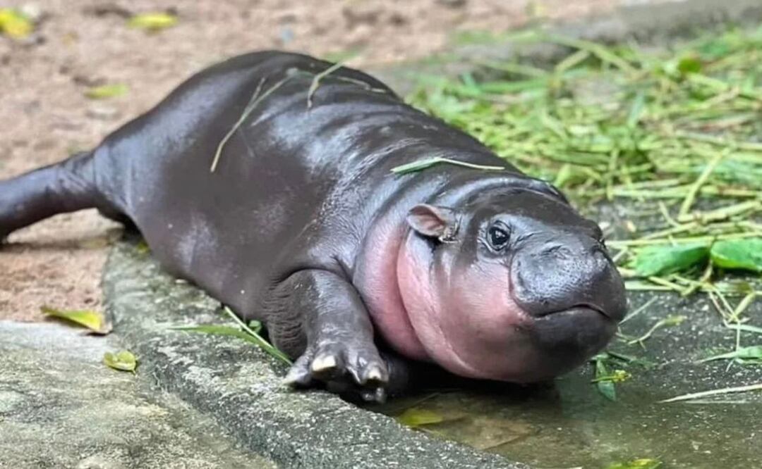 Moo Deng significa cerdo saltarín en tailandés. Foto: Instagram @khaokheow.zoo