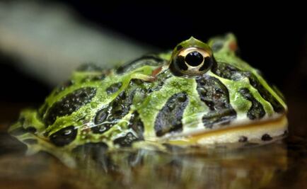 En la Tierra habita un billón de especies, estiman