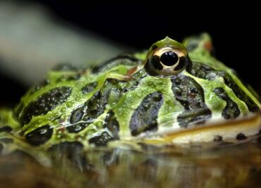 En la Tierra habita un billón de especies, estiman