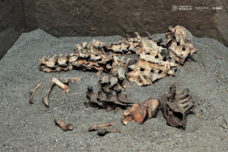 Exposición revela antiguas costumbres funerarias en Tlatelolco