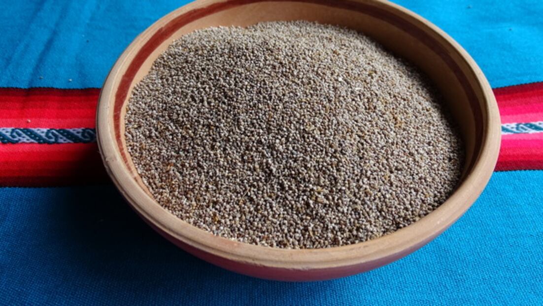 Cañihua. Fuente: Gobierno de Perú