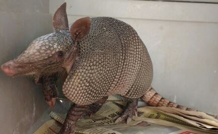 Asegura Profepa armadillo en domicilio de Nuevo León