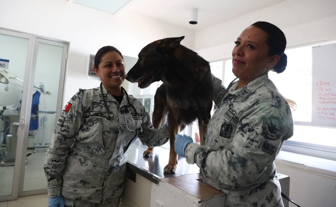 Elementos de la Guardia Nacional celebran el Día del Binomio Canino. Foto: Especial
