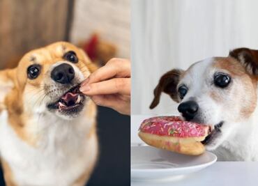 Esto es lo que debe comer un perro que sufre hipotiroidismo, según veterinaria