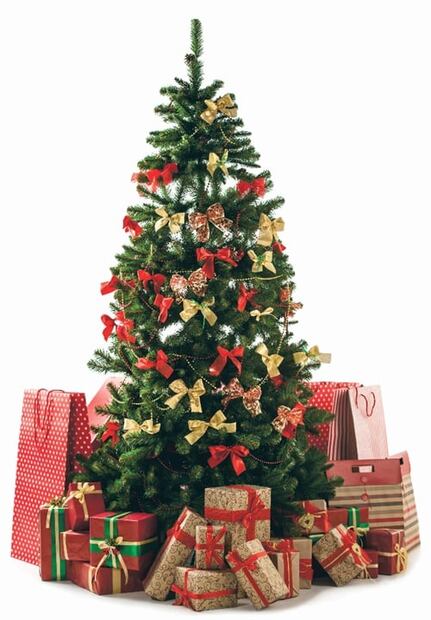 Nochebuenas y otras plantas navideñas que son tóxicas para tus mascotas