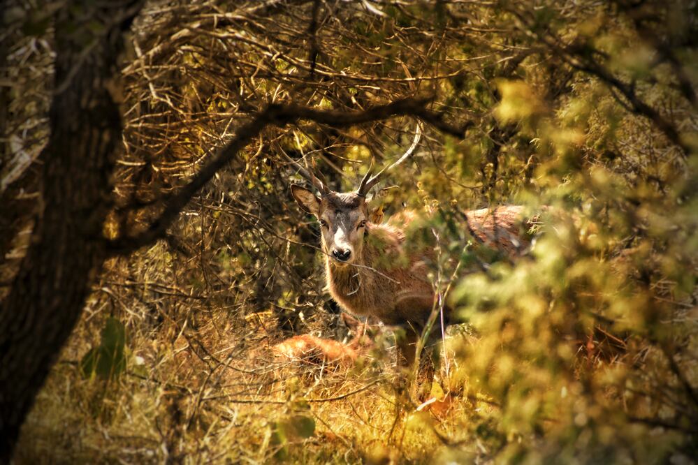 Ranchos ecológicos, formaciones rocosas y montañas son solo algunas de las maravillas naturales que tiene el estado. (Foto: Cortesía)