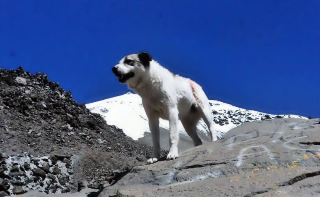 The canine never lives his mountain habitat, even after befriending the mountaineers. (Photo: Courtesy Hilario Aguilar)